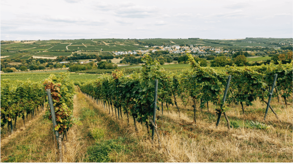 Teamevent Rheingau